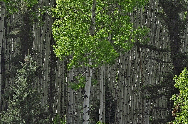 Bear Creek Trailhead